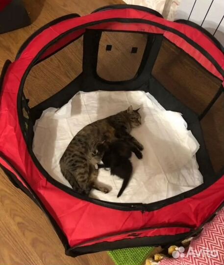 Манеж для животных