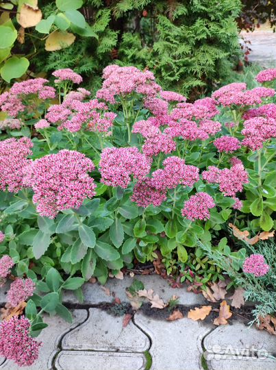 Очиток видный