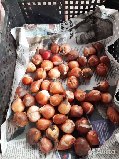 Луковицы тюльпанов