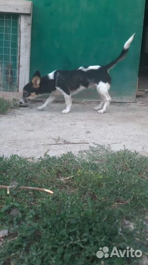 Молодой мальчик