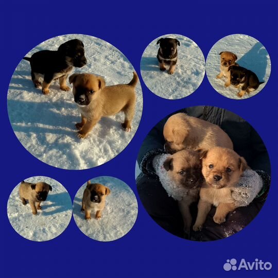 Щенки