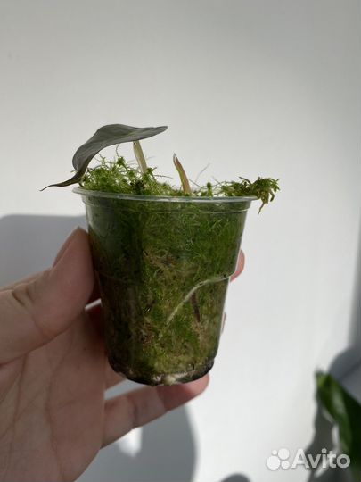 Алоказия полли