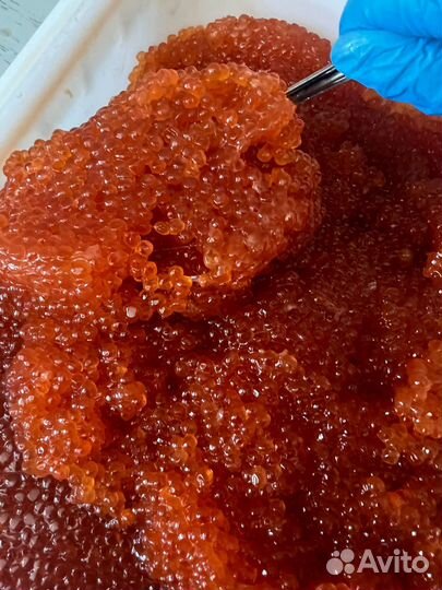 Красная икра горбуши