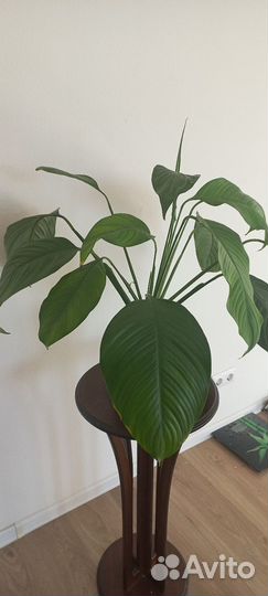 Спатифиллум