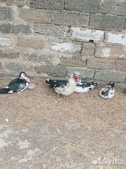 Утки селезень