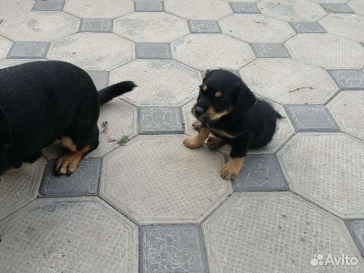 Собака в добрые руки щенок
