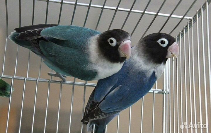 Попугаи неразлучники (Масковые синие, фишера)