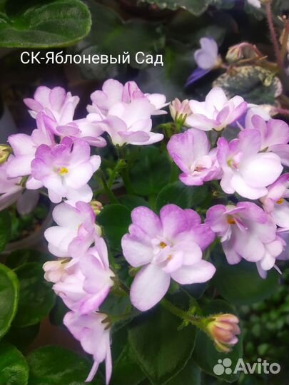 Фиалки мини и полумини,лист