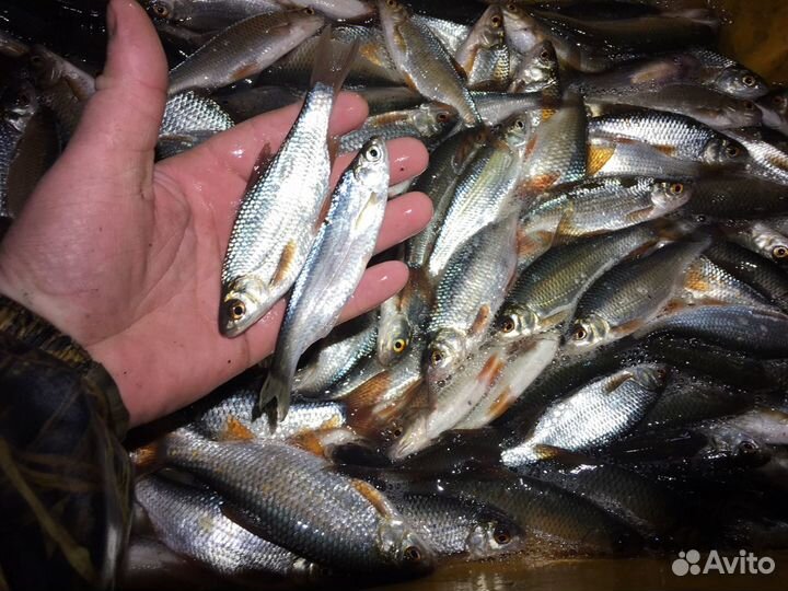 Живец карась