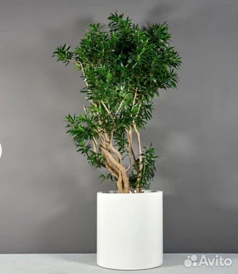 Вазоны для цветов