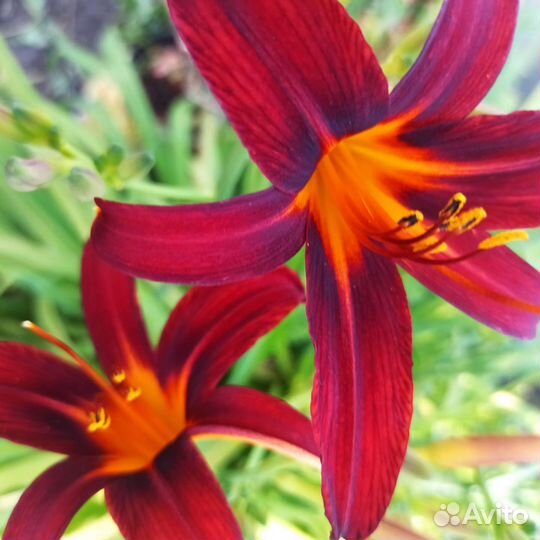 Лилия и Лилейники Гейхера Барвинок вариегатный