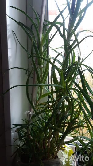 Алое золотой ус каланхое хлорофитум