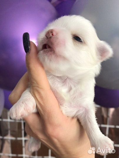 Щенки мальтезе мини