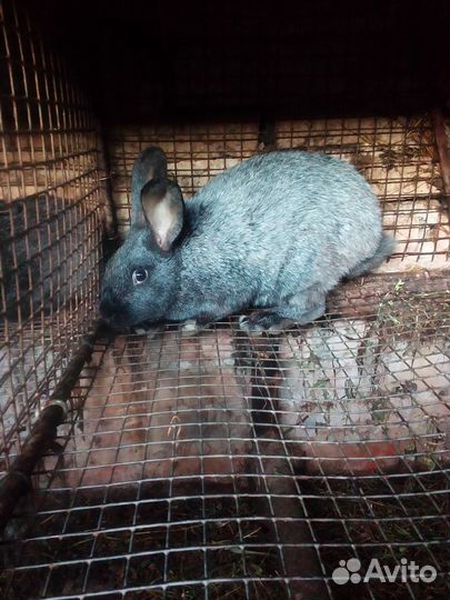 Кролики породы полтавское серебро
