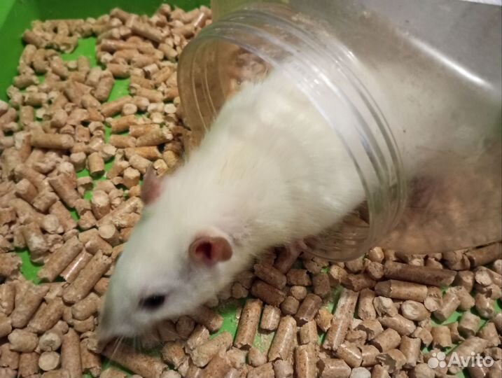 Крысы с клеткой