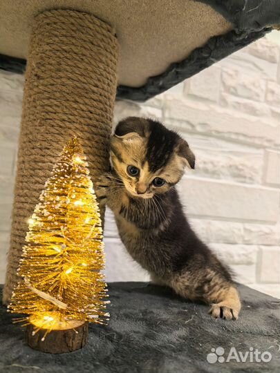 Шотландская вислоухая золотая шиншилла