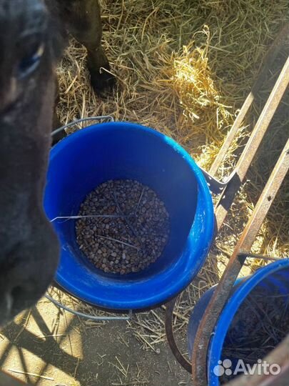 Телята бычки племенные с доставкой