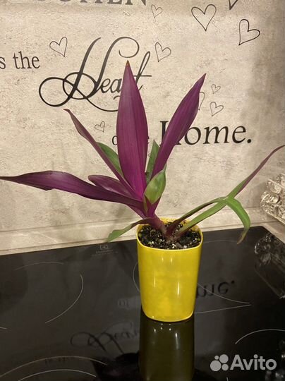 Цветы для дома, разные