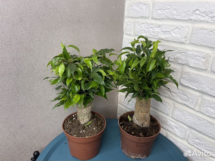 Фикус бенджамина наташа комнатные цветы