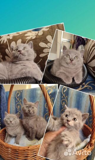 Шотландские котята