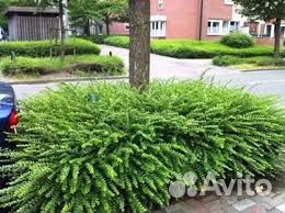 Жимолость блестящая