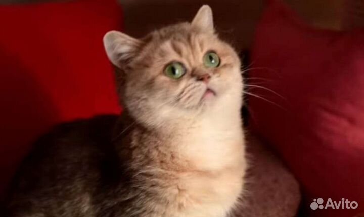 Британская кошка Кася