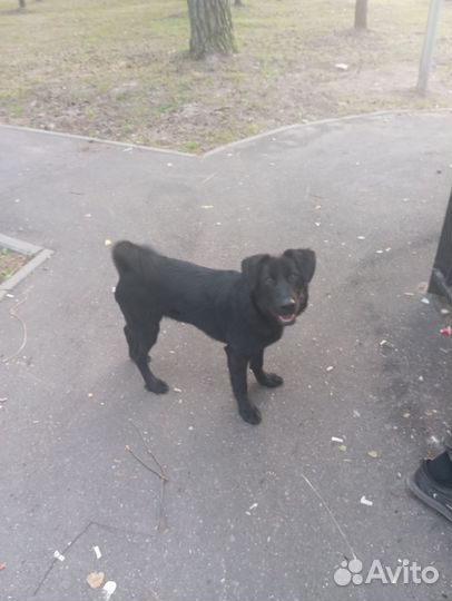 Собака в добрые руки отдам бесплатно