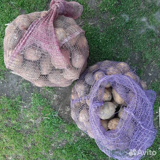 Картофель на посадку