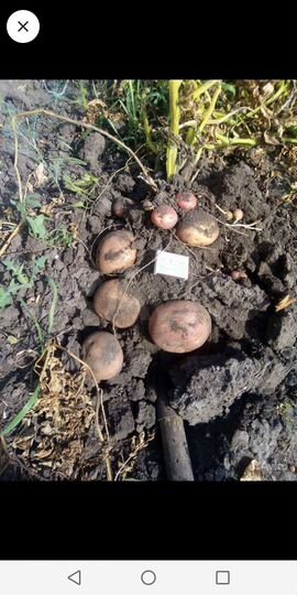 Участок 8 сот. (СНТ, ДНП)