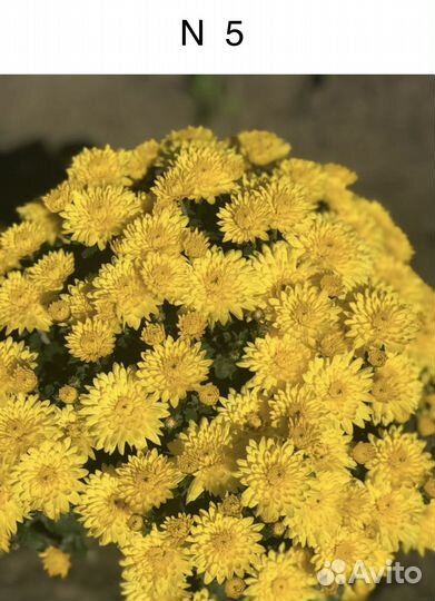Хризантема мультифлора
