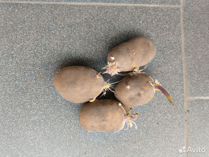 Картошка на посадку
