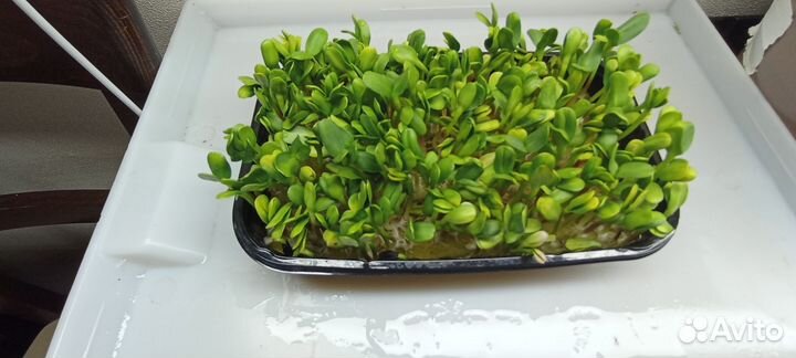 Микрозелень