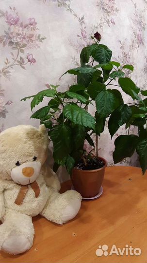 Китайская роза