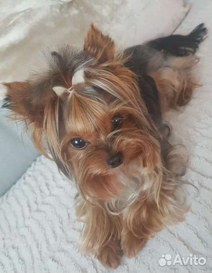 Йоркширский терьер мини преобрету