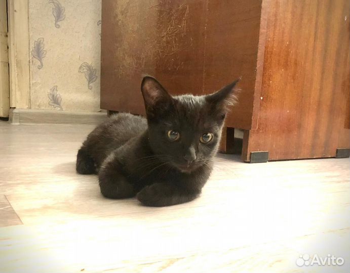 Котёнок подросток