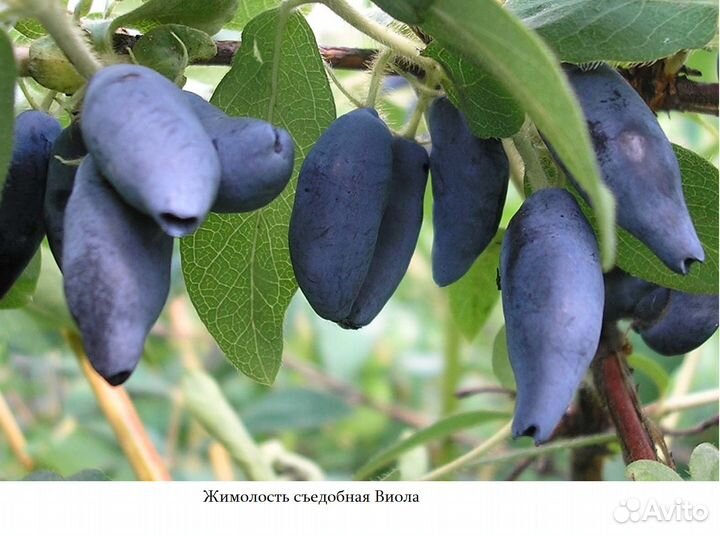 Саженцы жимолости