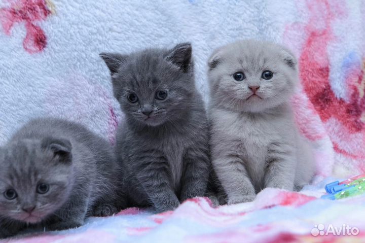 Шотландские котята