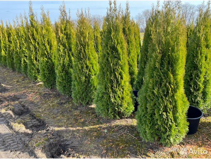 Туя колумна для живой изгороди