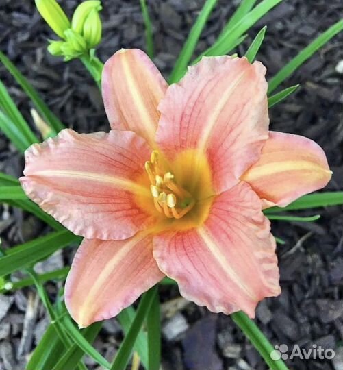 Лилейники разные сорта