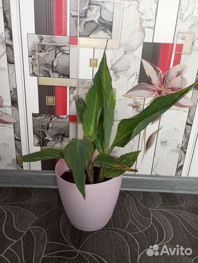 Канны пестролистные