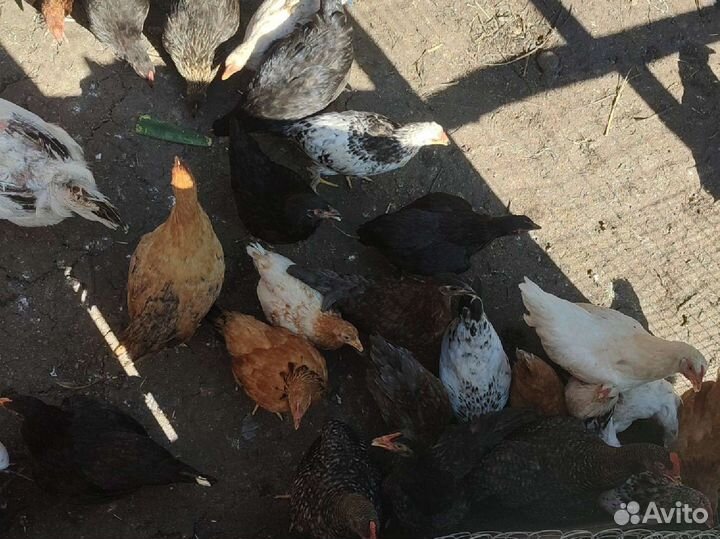 Продам цыплят (Микс пород)