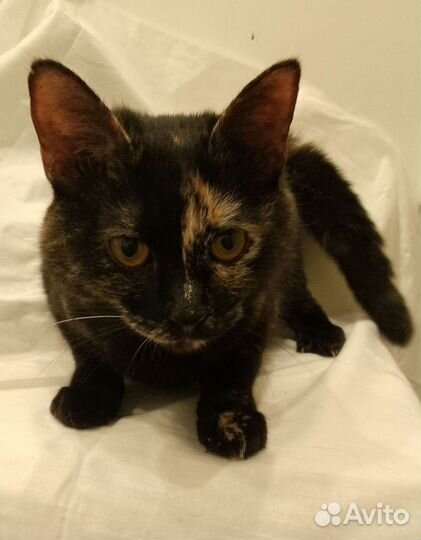 Кошка в дар