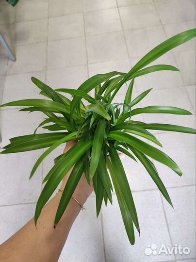 Хлорофитум