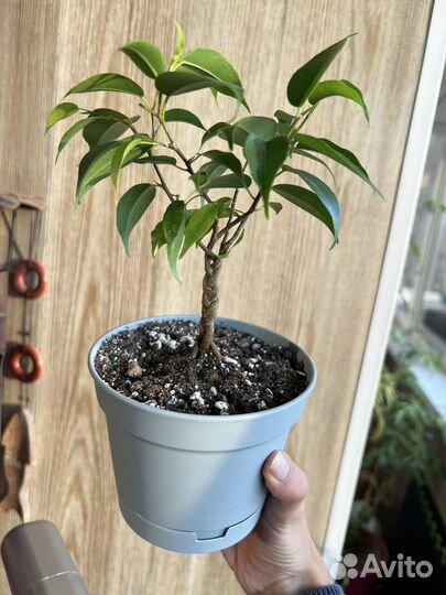 Фикус бенджамина плетеный