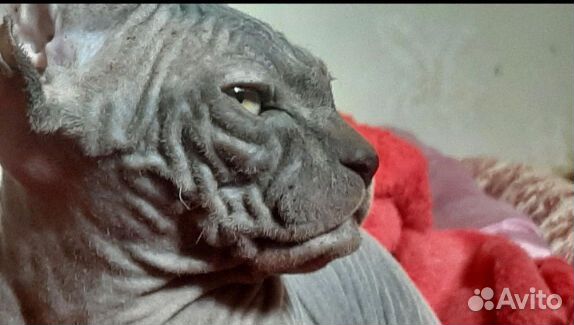 Канадский сфинкс