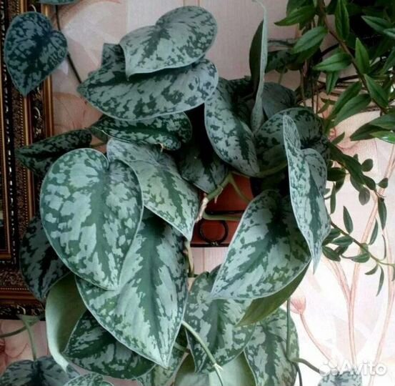 Сциндапсус