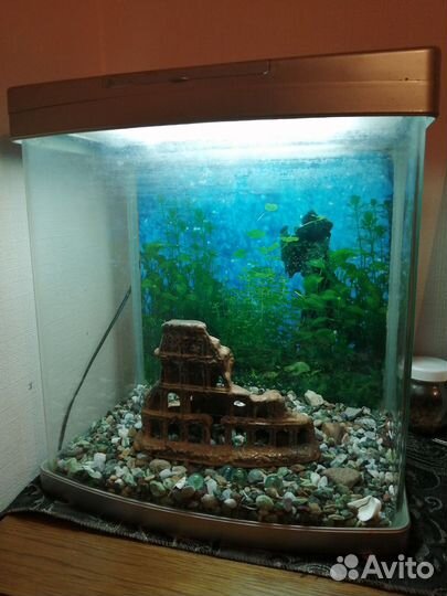 Аквариум