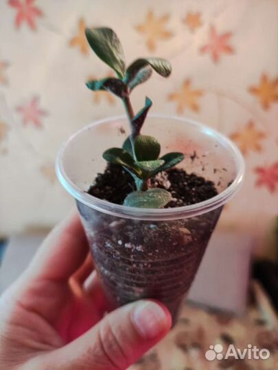 Крассула толстянка. Денежное дерево