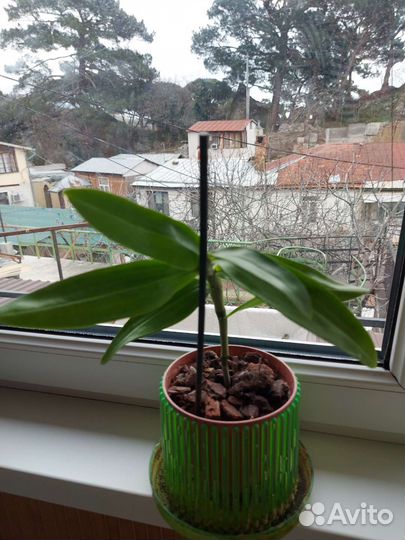 Дендробиум нобиле