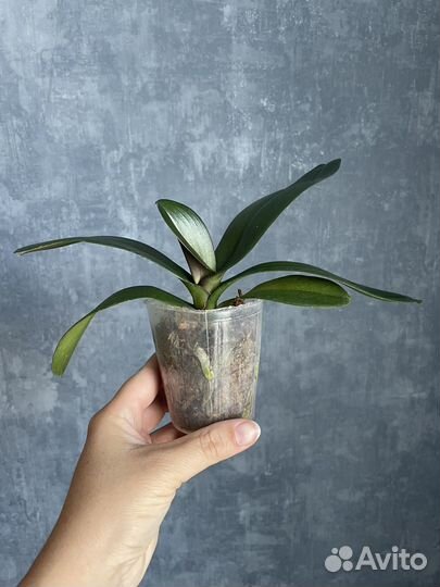 Орхидея бабочка